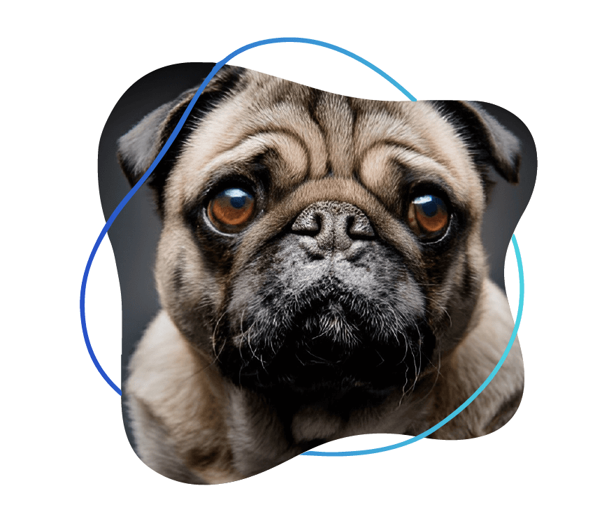 preguntas frecuentes